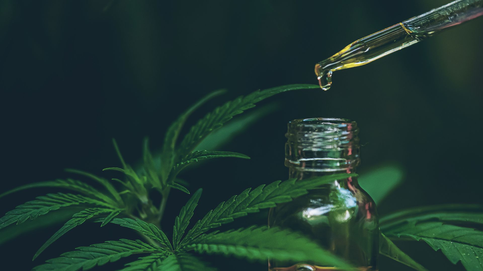 CBD Safety